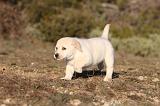LABRADOR 690